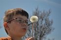 Alex_Dandelions (8)